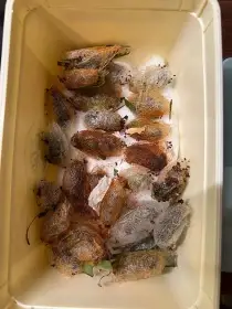 Kokony Antherina suraka