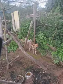 Serval