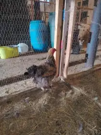 Brahmanky