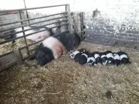 Prodám přeštická selata