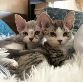 Devon Rex