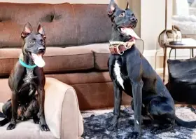 Nádherní tmaví malinois hledají svůj nejlepší domov