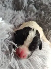 Štěňatka Landseer