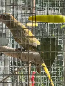 Prodám rosela pestrá černá