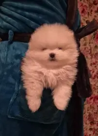 Pomeranian krásný bílý chlapeček