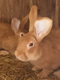 Burgundský králík