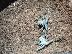 Euphrynichus bacillifer