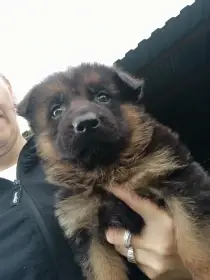 Krásná štěňátka NO typu rex