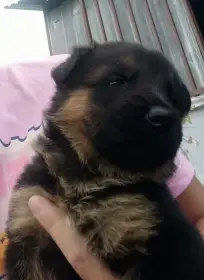 Krásná štěňátka NO typu rex