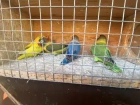Prodám Agapornis škraboškový