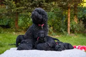 Mother with the puppies
