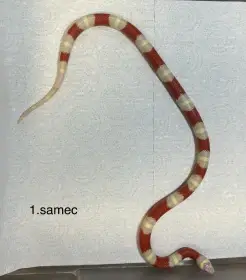 Korálovky lampropeltis triangulum nelsoni albino