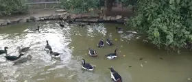 Letošní bernešky rudokrké