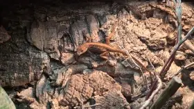 Anolis sagrei