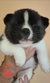Americká Akita štěňátka