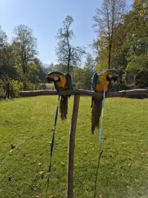 Ara ararauna