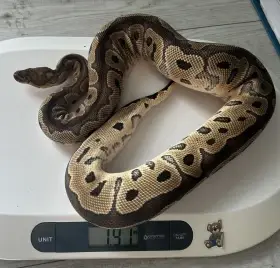 Dospělá samice Python regius Fauna Trhy Ostrawa 25/10/2026