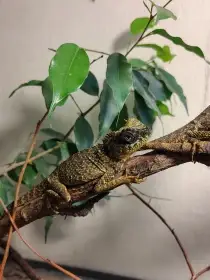 Acanthosaura capra dospělá samice a mláďata