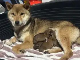 Shiba