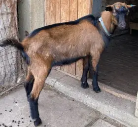 Letošní kozlík - hnědá krátkosrstá koza
