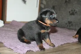 Beauceron - štěňata s PP