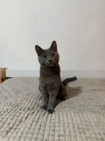 Kartouzská koťátka Chartreux s PP ihned k odběru.
