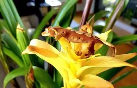 Krásné mládě Pagekona řasnatého (Correlophus ciliatus)