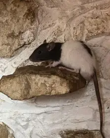 Krmní potkani