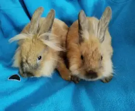 Nabízím zakrslé králíčky- lvíčky s teddy genem