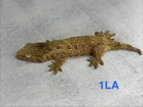 Mláďata R. Leachianus Nuu Ami- Purple line