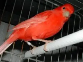 Kanár