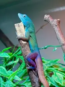 1.1 Anolis Grahami Adult