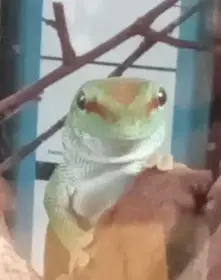 Phelsuma grandis 0,1CB 2025 high red