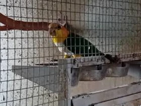 Pionites leucogaster