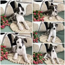Whippet/vipet štěně s PP FCI