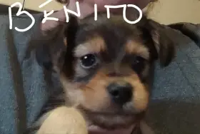 Nejlepší parťáci ,štěňátka R.toy