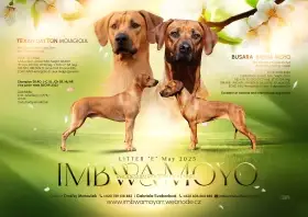 Přijímáme rezervace na štěňátka Rhodéský ridgeback s PP 7.fen 3.samci
