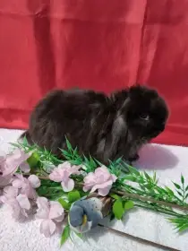 Zakrslé králíčky Minilop