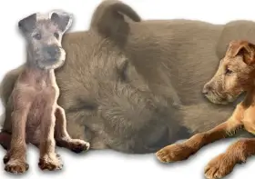 Irský teriér s PP