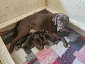 Labradorský retrívr s PP
