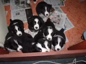 Border kolie / collie štěňata s PP (FCI)