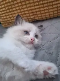 Koťátko Ragdoll