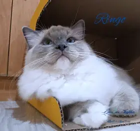 Ragdoll kotě - kocourek