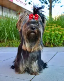 Jorkšírský teriér / Yorkshire Terrier