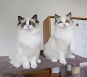 Ragdoll kocourci s PP