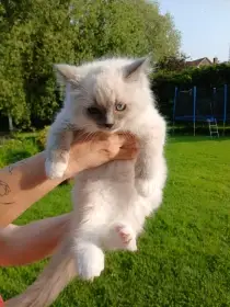 Ragdoll koťátka s PP