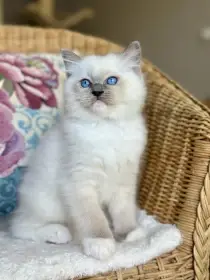 Koťátka Ragdoll s PP