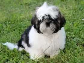 Shih-tzu, ši-cu štěňátka s PP FCI