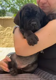 Štěňátka tosa inu