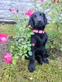 Flat coated retriever s PP - šteniatko